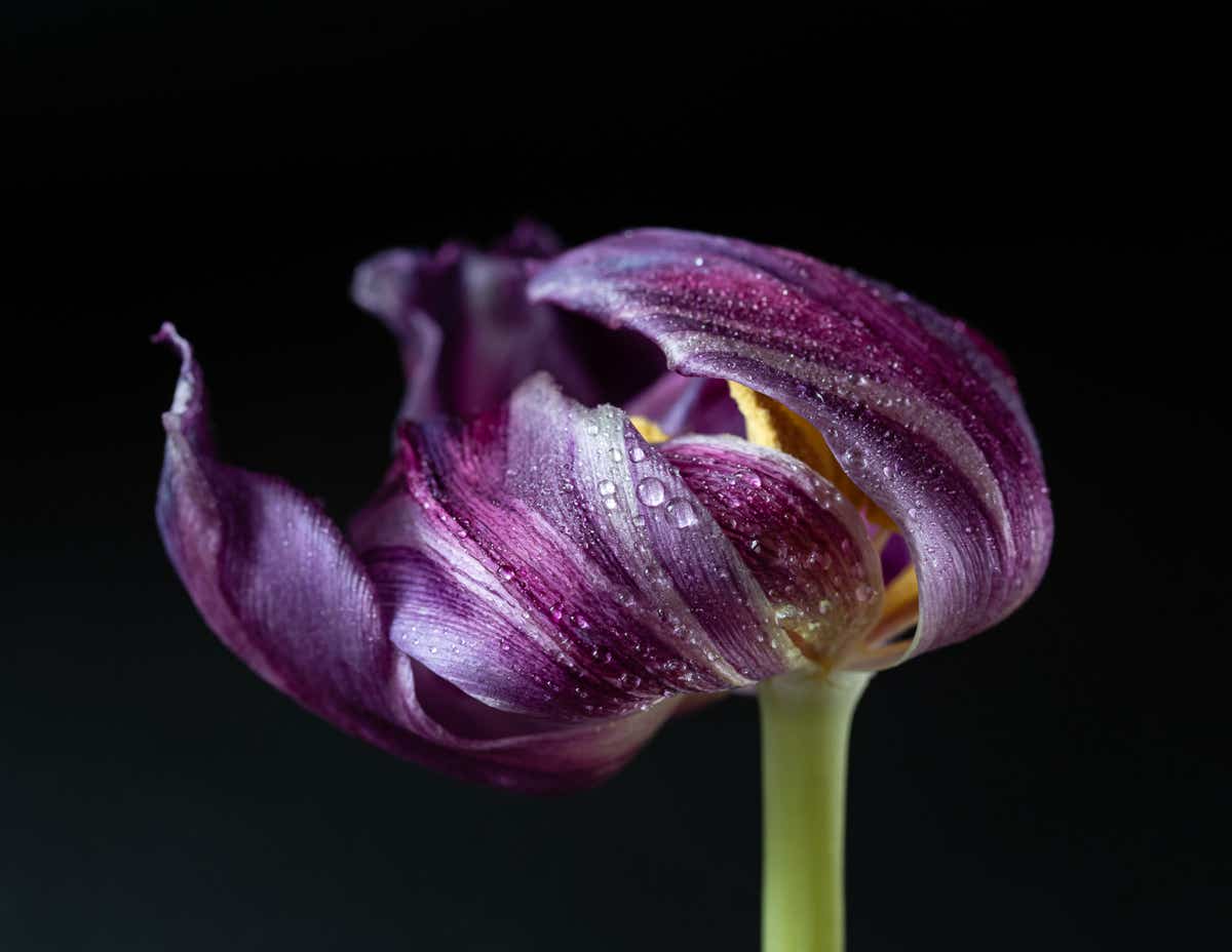 Bloeiende paarse tulp met druppels