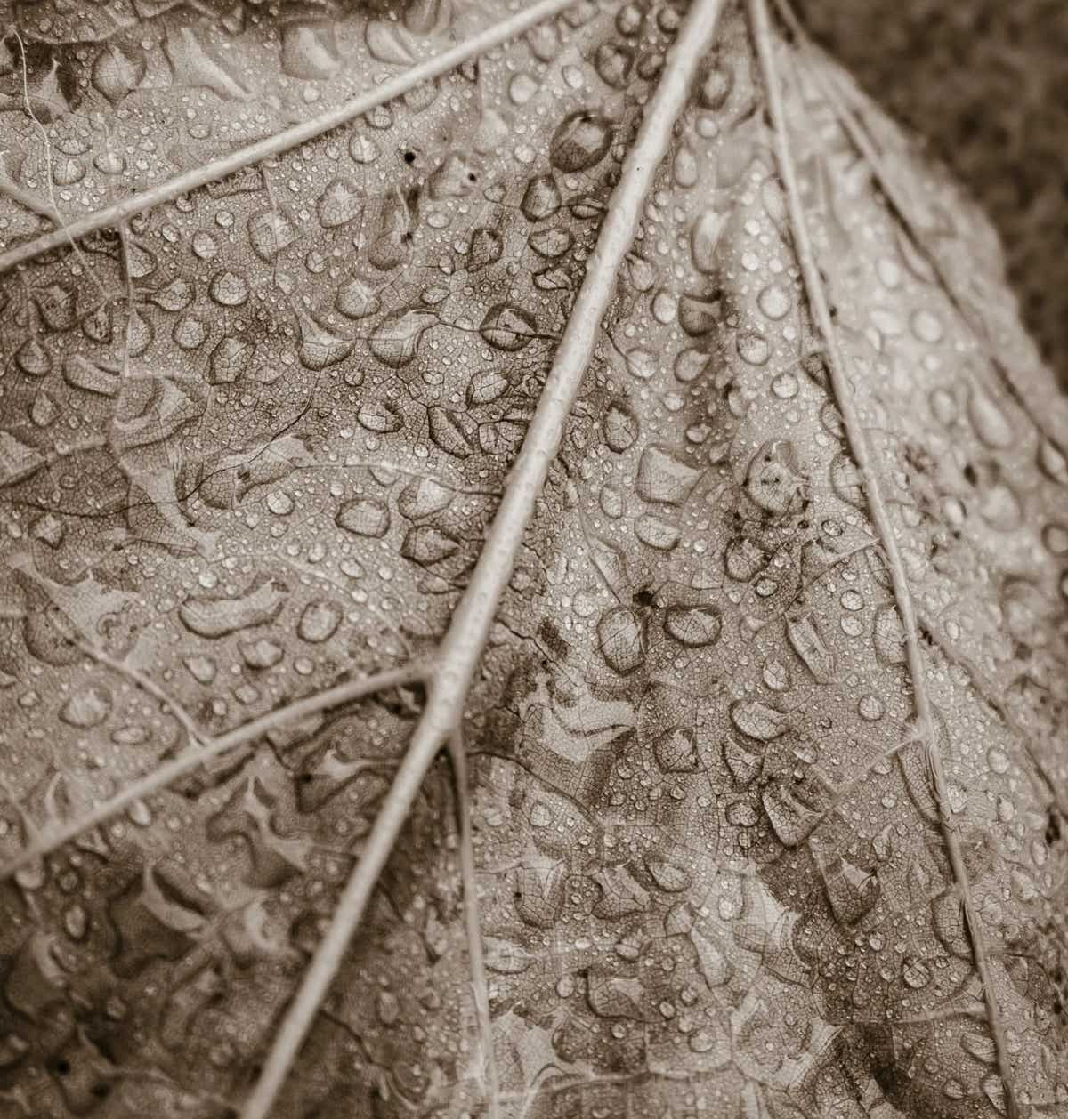 Herfstblad met regendruppels
