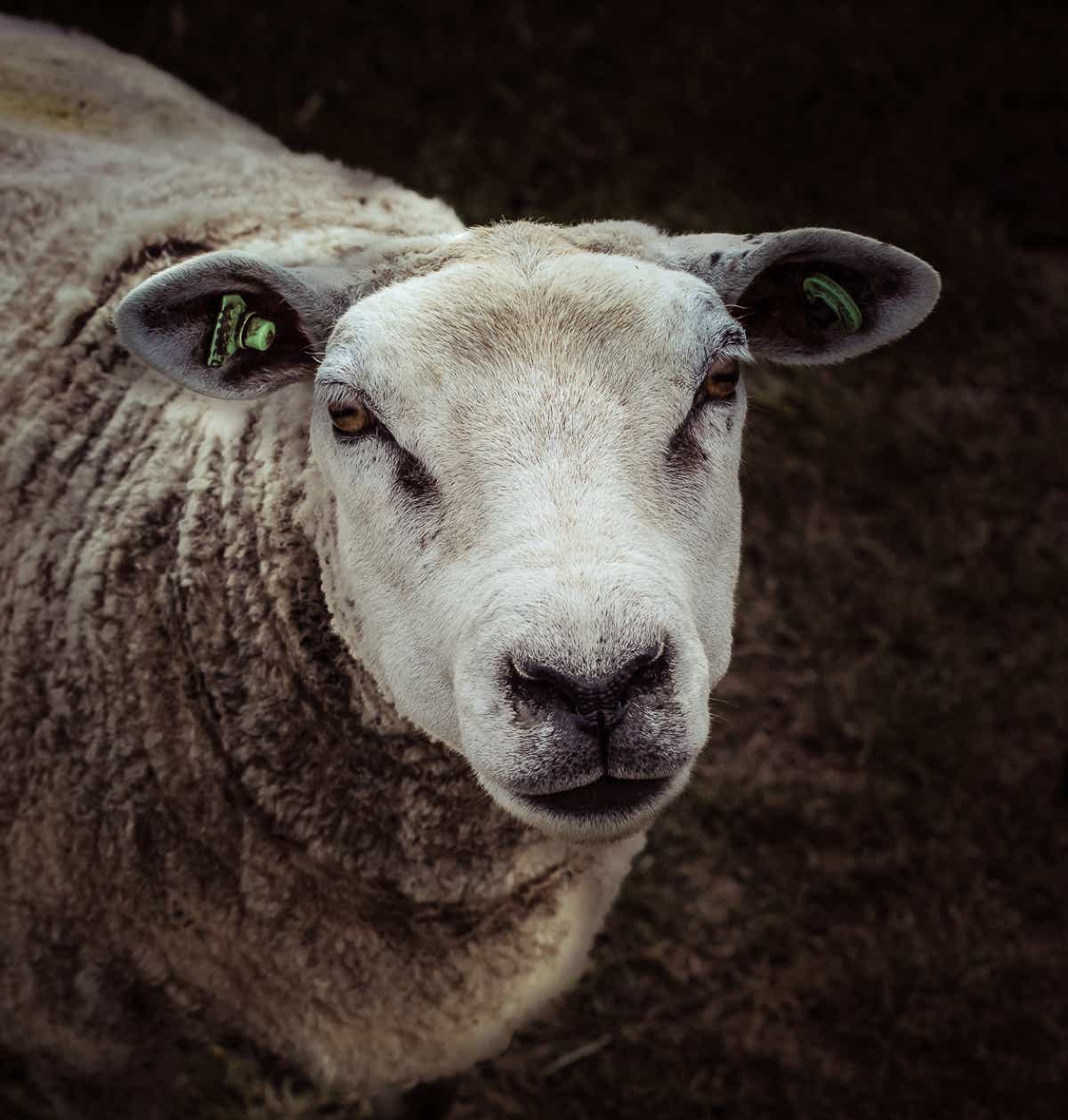 Portret van een schaap in sepia