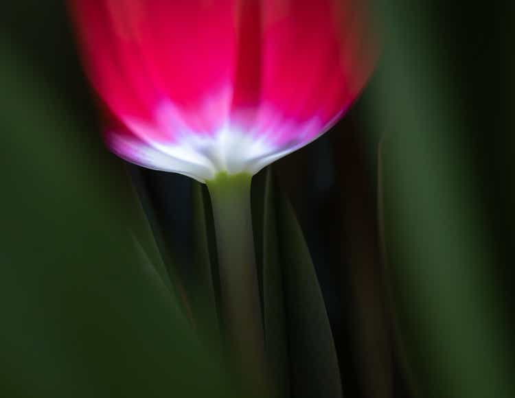 Foto van een rode tulp in close-up omringd door groene bladeren.