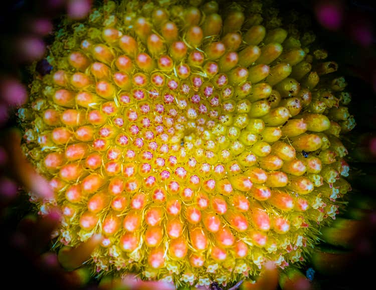 Foto van het hart van een gebera in close-up.