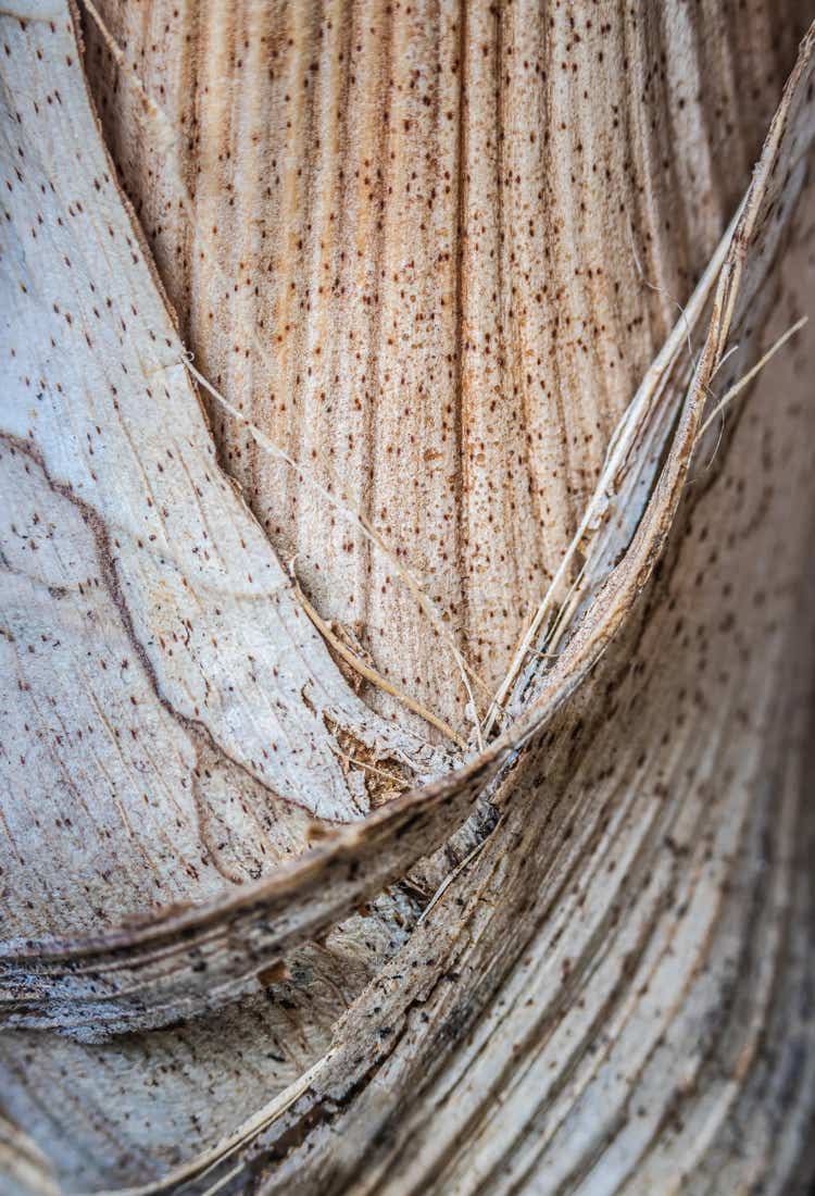 Closeup foto van Palmplant structuur.