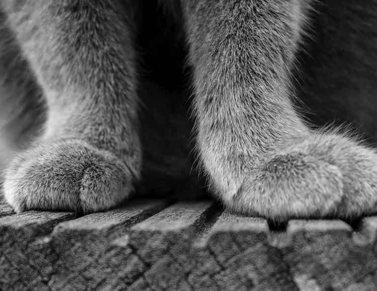 Foto van grijze kattenpootjes.