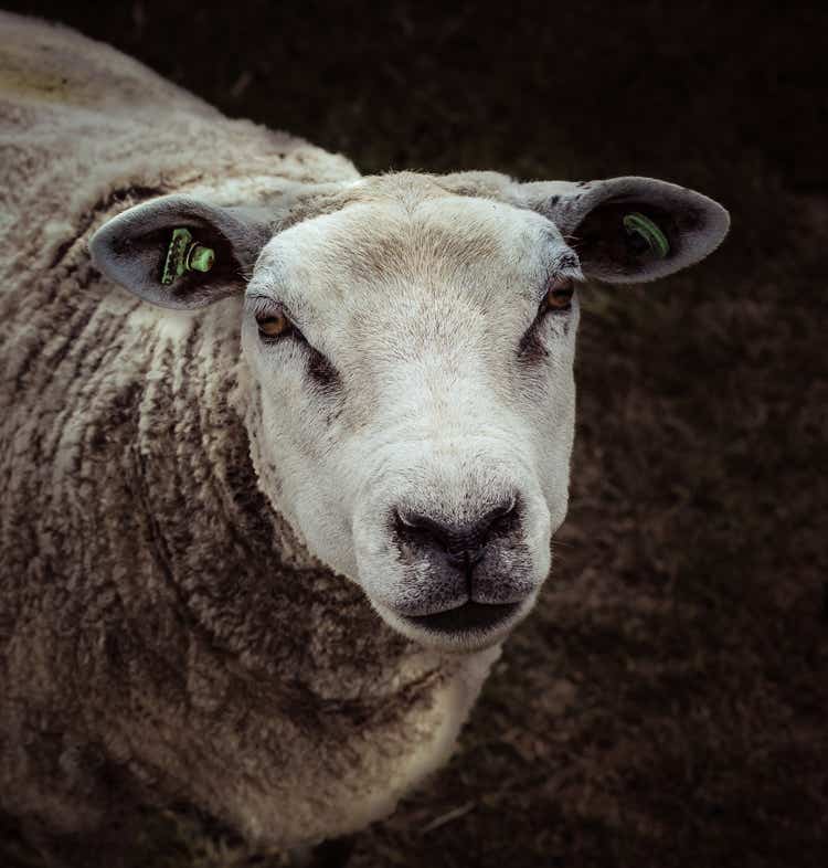 Portret van een schaap in sepia.